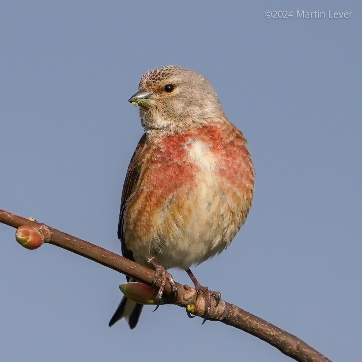 Beautiful #Linnet, yesterday evening, at Ettrick Bay #Bute