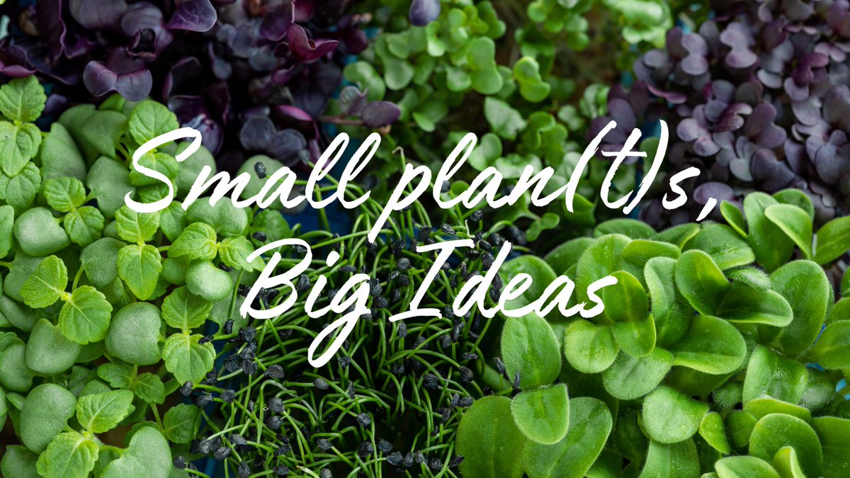 Small Plan(t)s, Big Ideas - Welcome to the world of edible plants! -> koppertcress.com #koppertcress #plants #plantbased