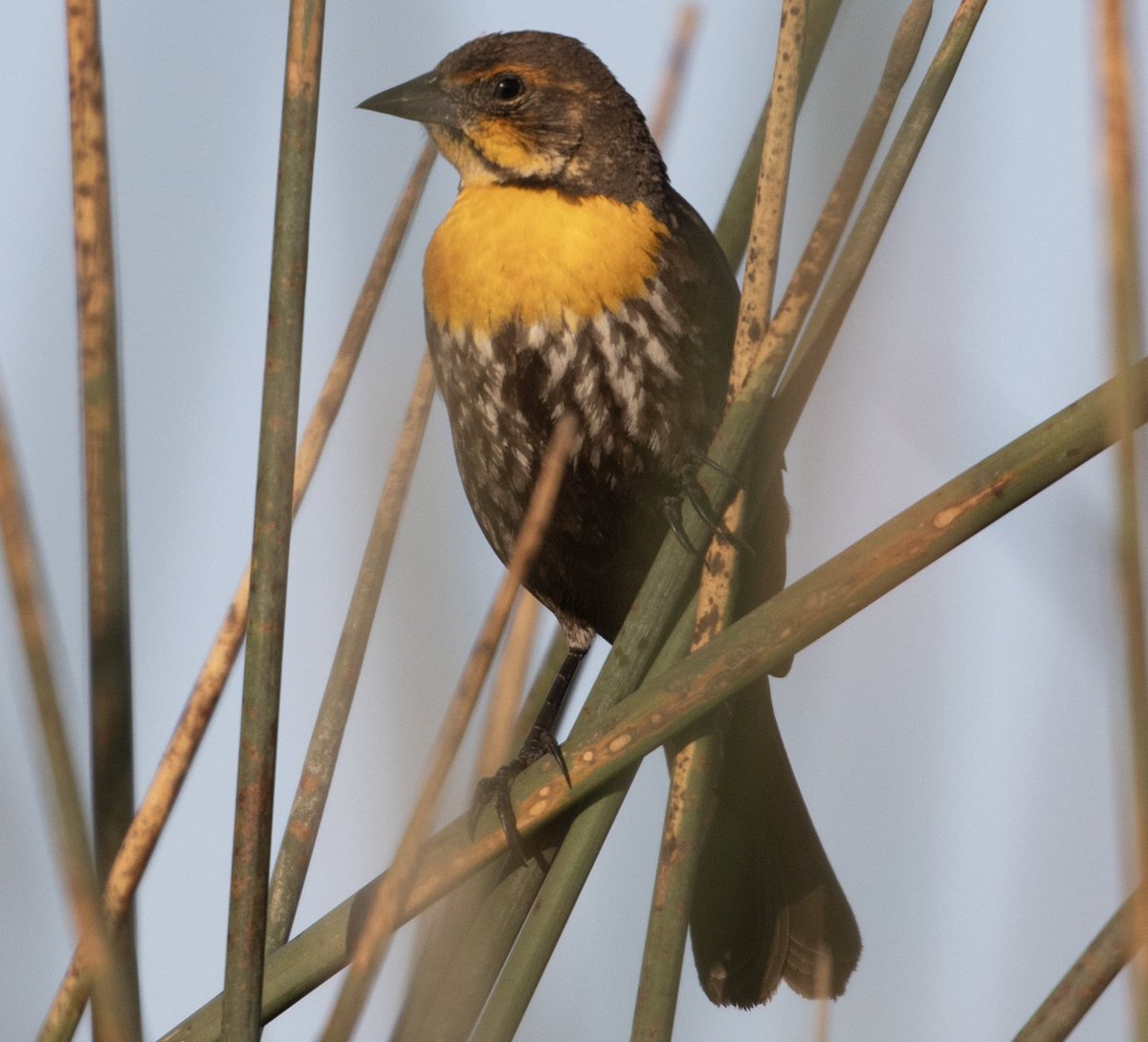 Early morning birding Yolo Bypass. Nice to see many Yellow-headed blackbirds. And I saw the @phylogenomics mobile but not him unfortunately as he was off hiking somewhere @ShannonSkalos