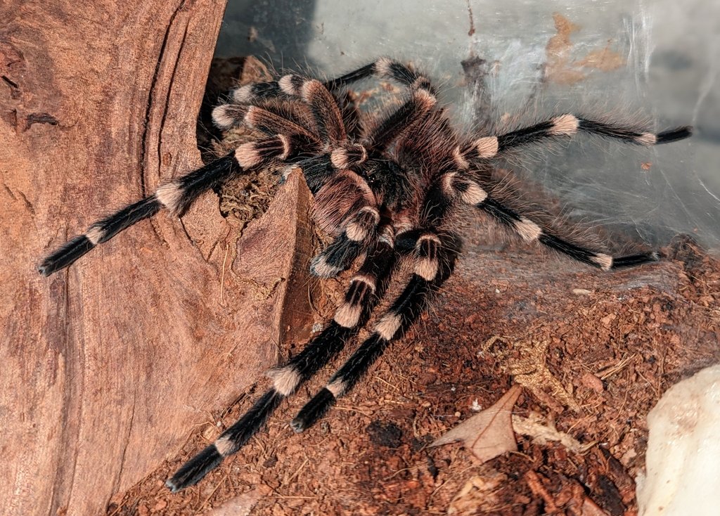 CW: #Tarantula Look at this long legged twink. These legs were made for mating (without being eaten).