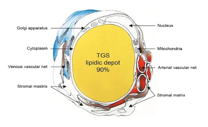 Potential benefits of adipose–derived SVF and MSCs to regenerate damaged tissues from alloplastic synthetic materials

OPEN ACCESS from 🇮🇹!
 
link.springer.com/article/10.100…