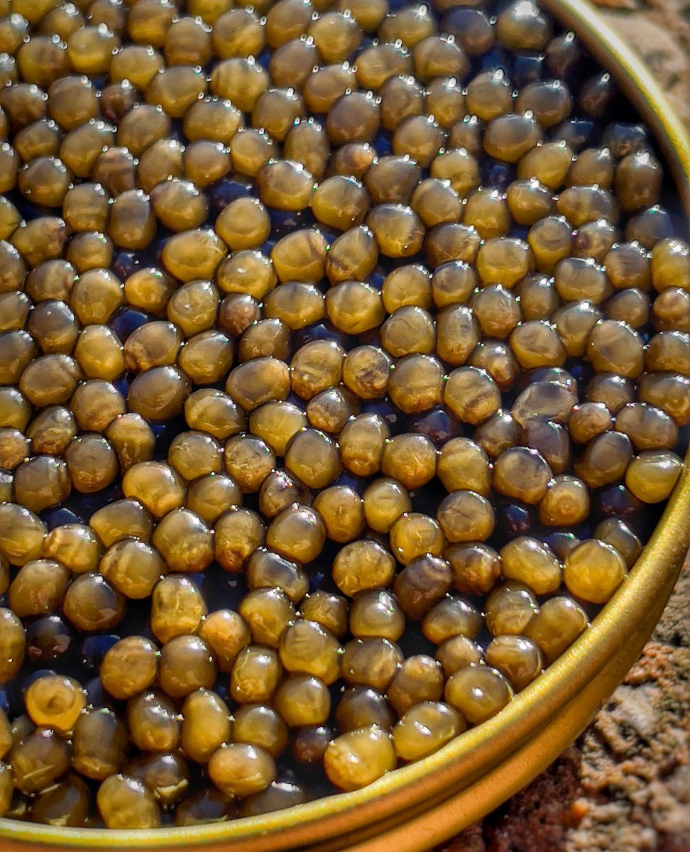 OSCIETRA CAVIAR ~ These big, golden-brown pearls pack a punch of rich, creamy, nutty flavour that goes perfectly with our signature two-part crab course. 🦀