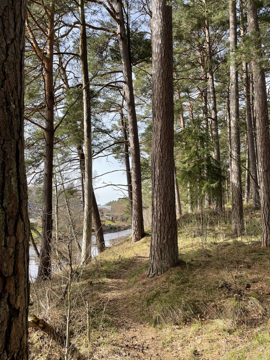 Pavasarīgais siltums atgriežas🌡️ ℹ️Plašāk: videscentrs.lvgmc.lv/jaunumi/276089…