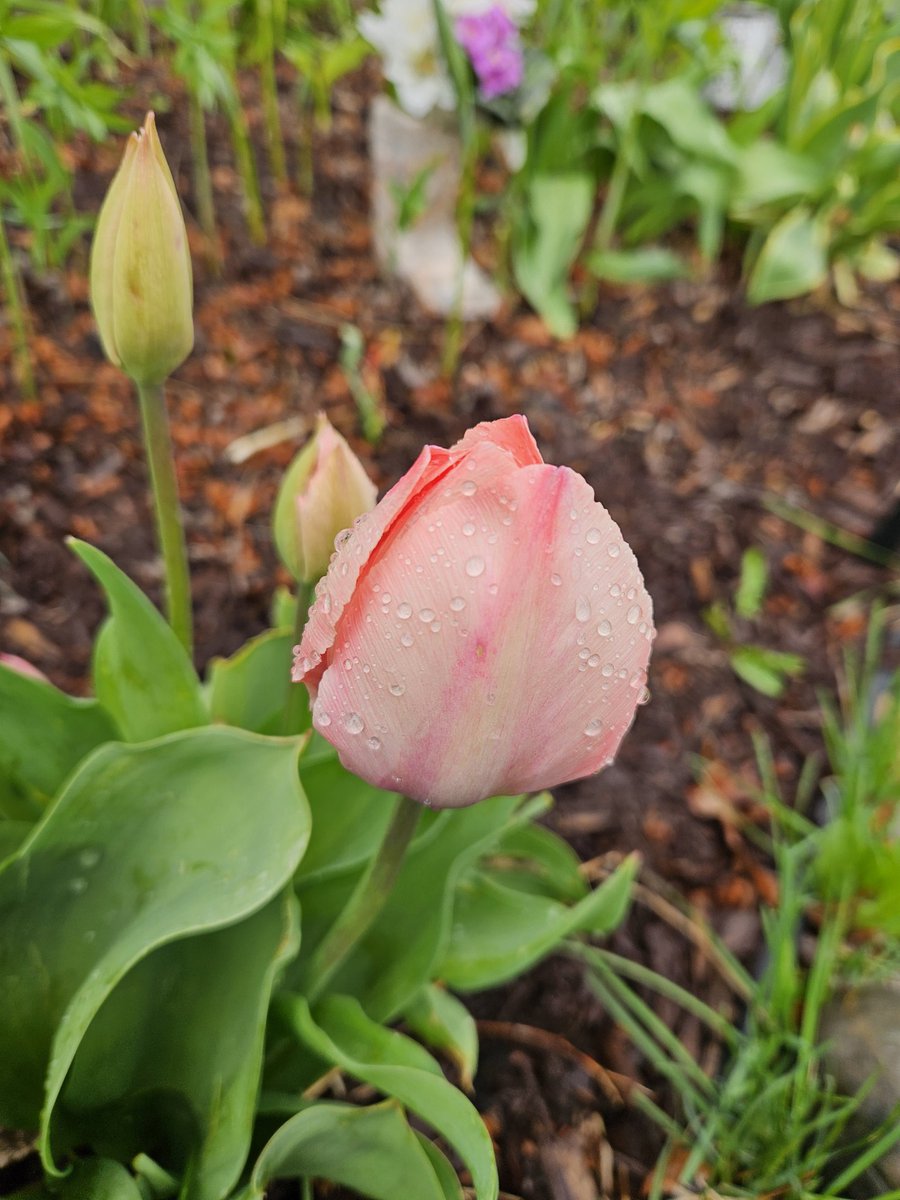 Which color tulip you like the more. 
#tulips
#weekend #WeekendSmiles #weekendfun #SundayMorning #SundayFunday #SundayThoughts #Spring2024 #SpringVibes #Flowers #viralvideo