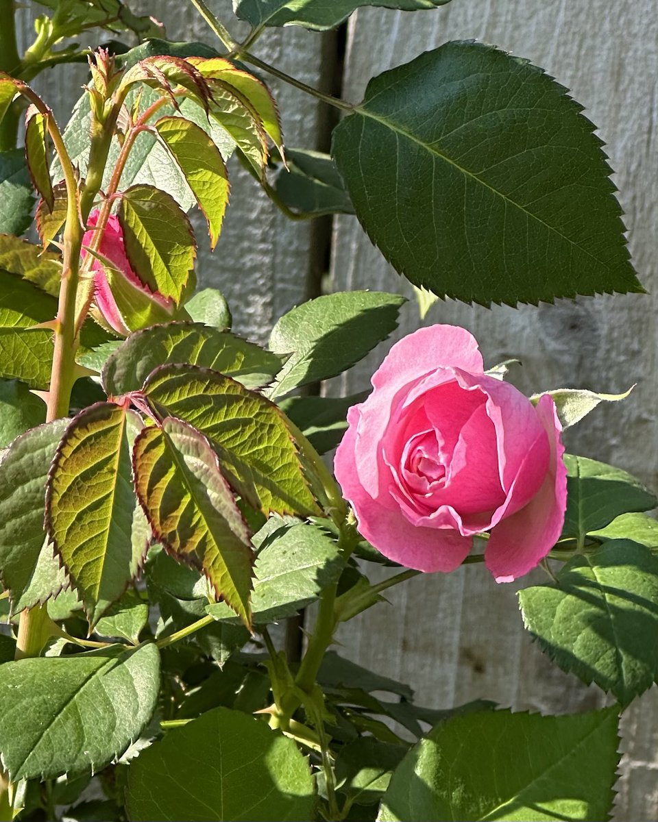 @solitariaistda #Pink #Rose #Flowers #iPhonePhotography #FortWaltonBeach