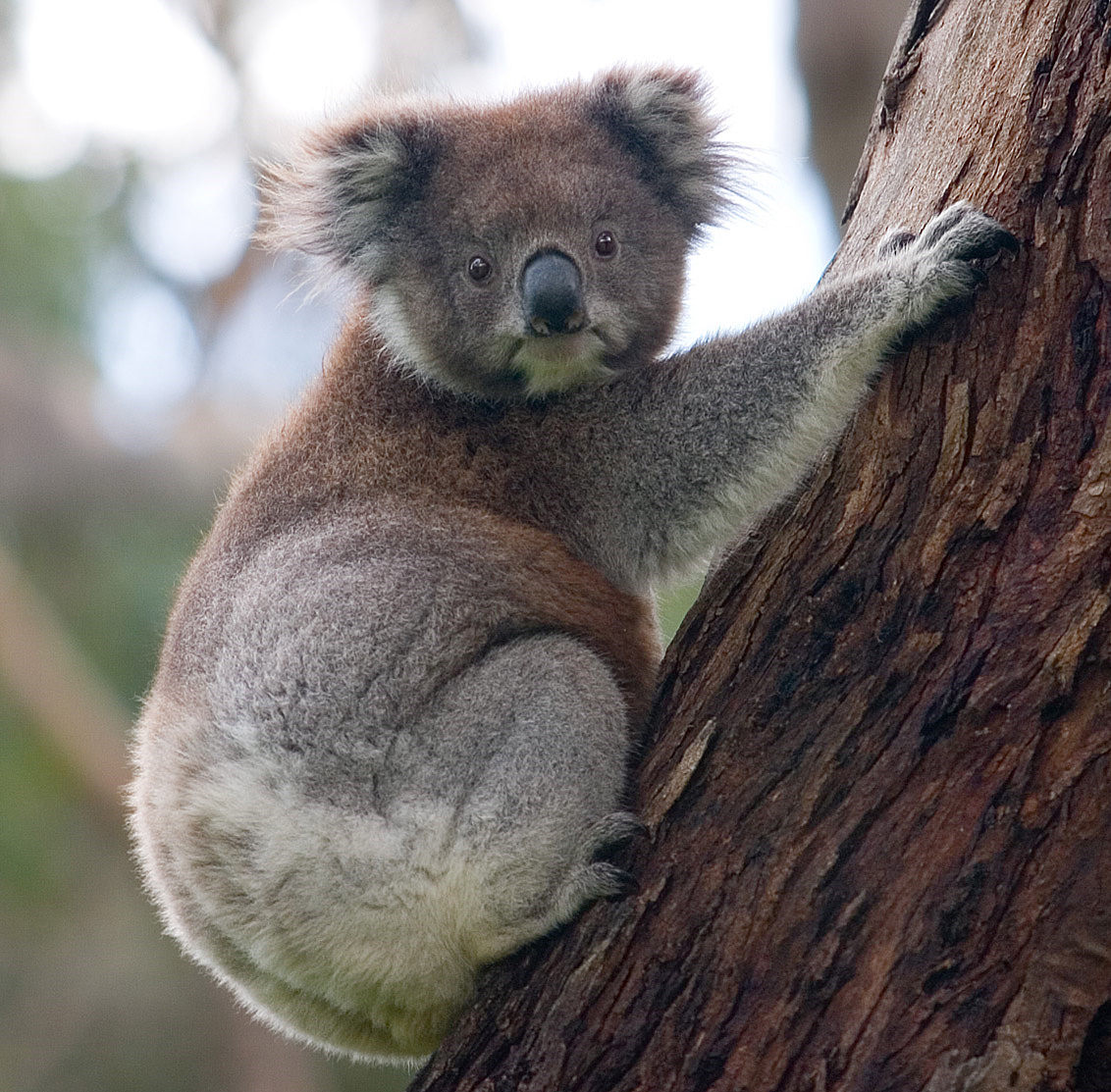 #Culture_Générale: Les empreintes digitales des koalas sont si similaires à celles des humains qu'elles peuvent parfois être difficiles à distinguer, même pour les experts en identification des empreintes digitales.