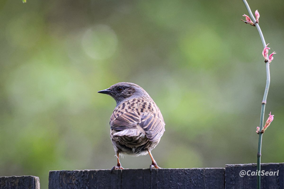 @nickyperry82 Pouring with rain here but here is a dunnock from yesterday for #SparrowSunday.
#TwitterNaturePhotography #TwitterNatureCommunity #birds #birdwatching