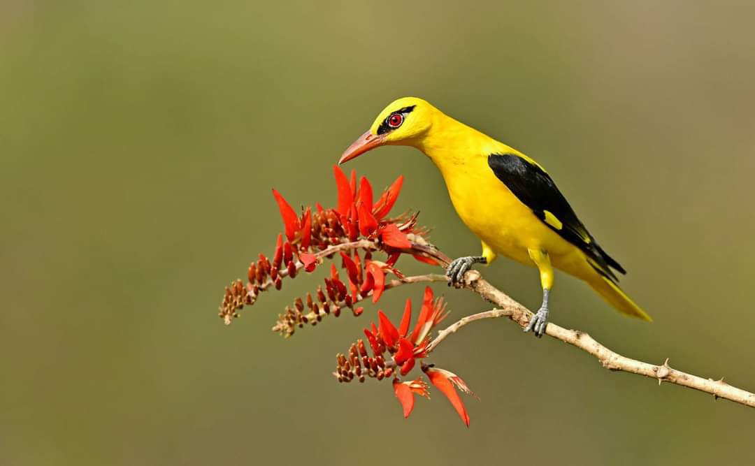 Can u find better yellow than this ? I dare you if you can An Indian Golden Oriole in full bloom.