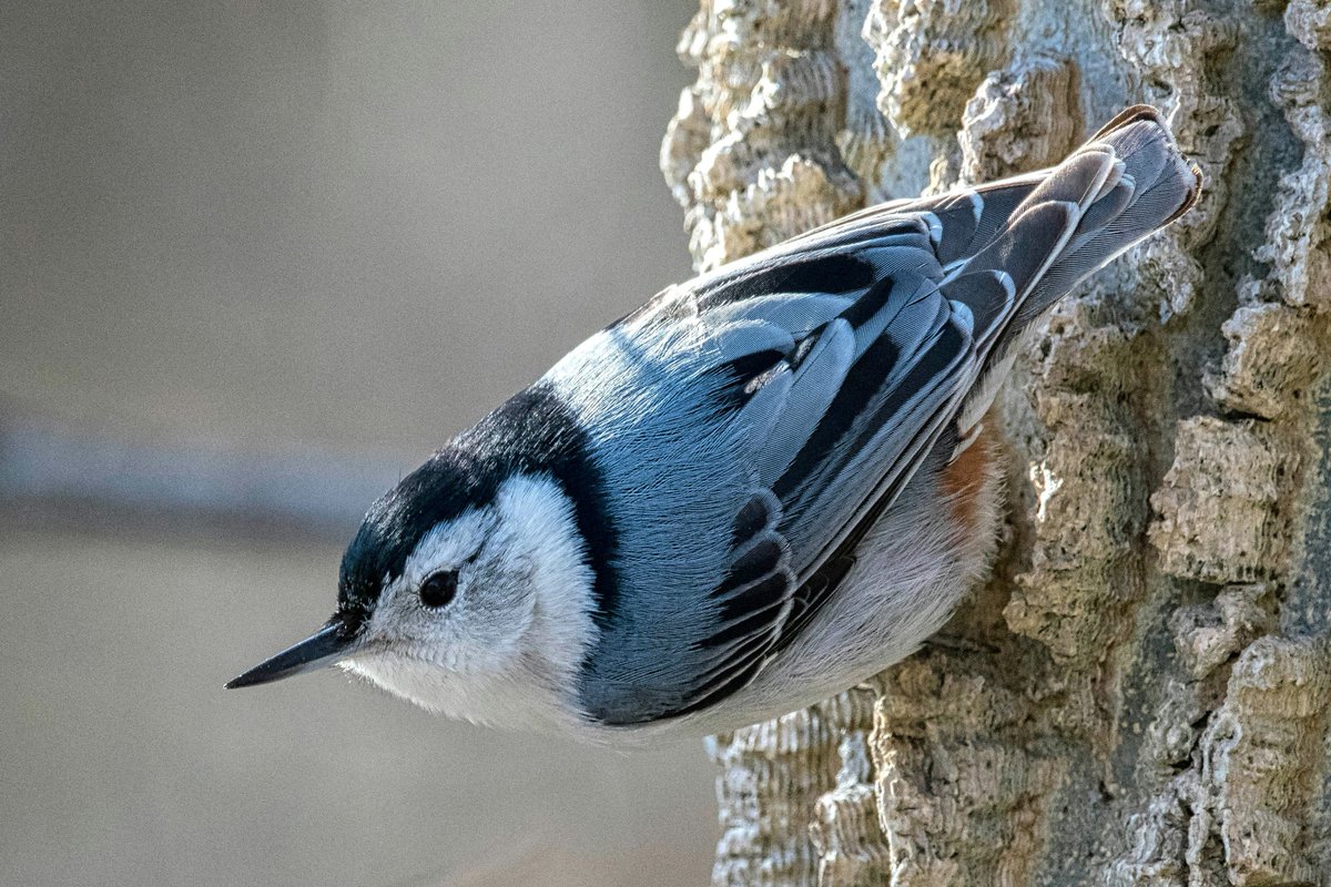White-breated nuthatch on a tree.
