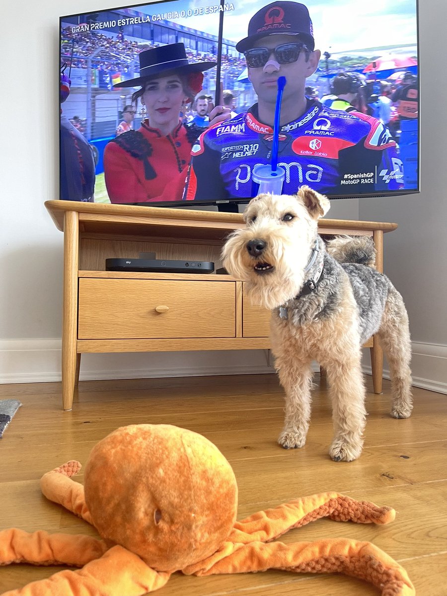 Ollie Octopus 🐙 is settling down for the #MotoGP! 🏍️🐾😃
