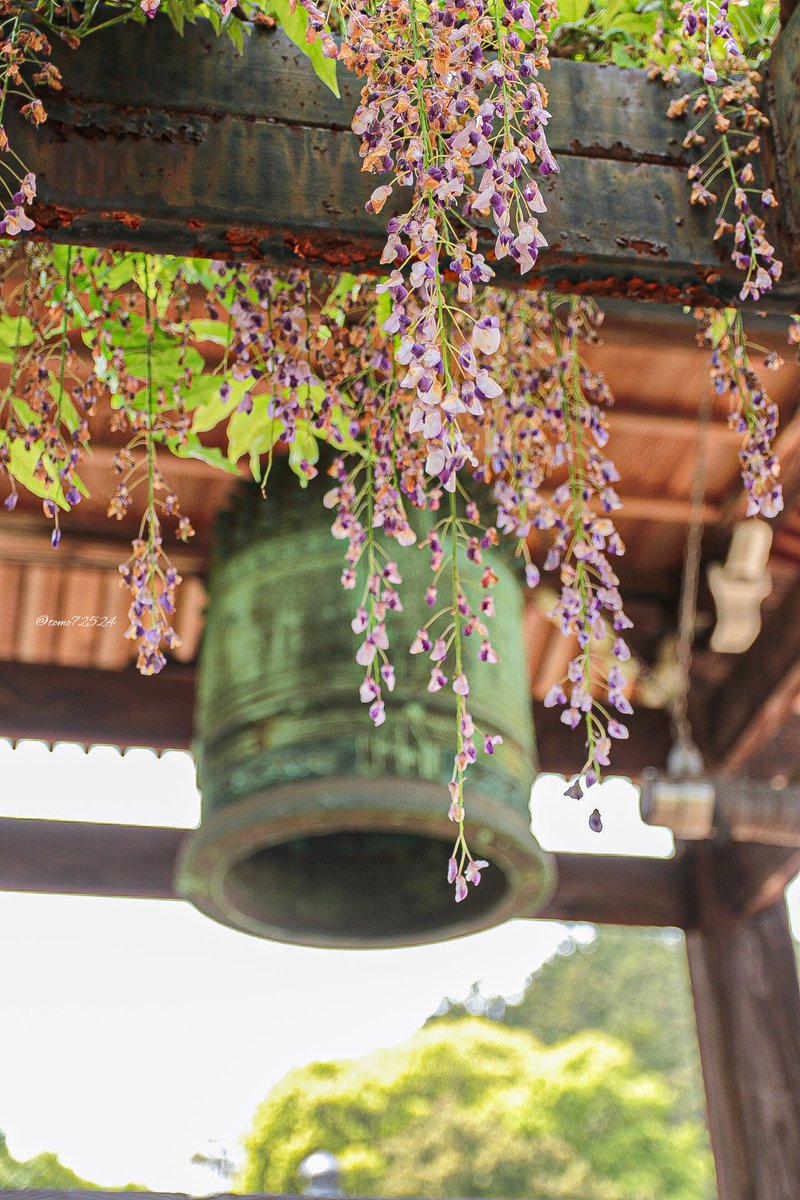 tomo72524's tweet photo. そろそろ藤の花も見納めかな

#お寺に藤の花 
#花を撮るのが好き https://t.co/tP5D0ca7y5
