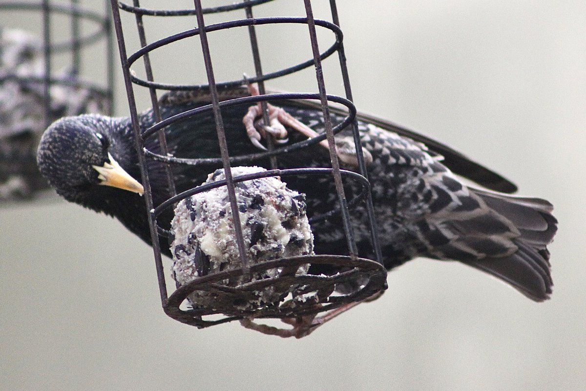 #starlings #gardenbirds #wildbirdphotography