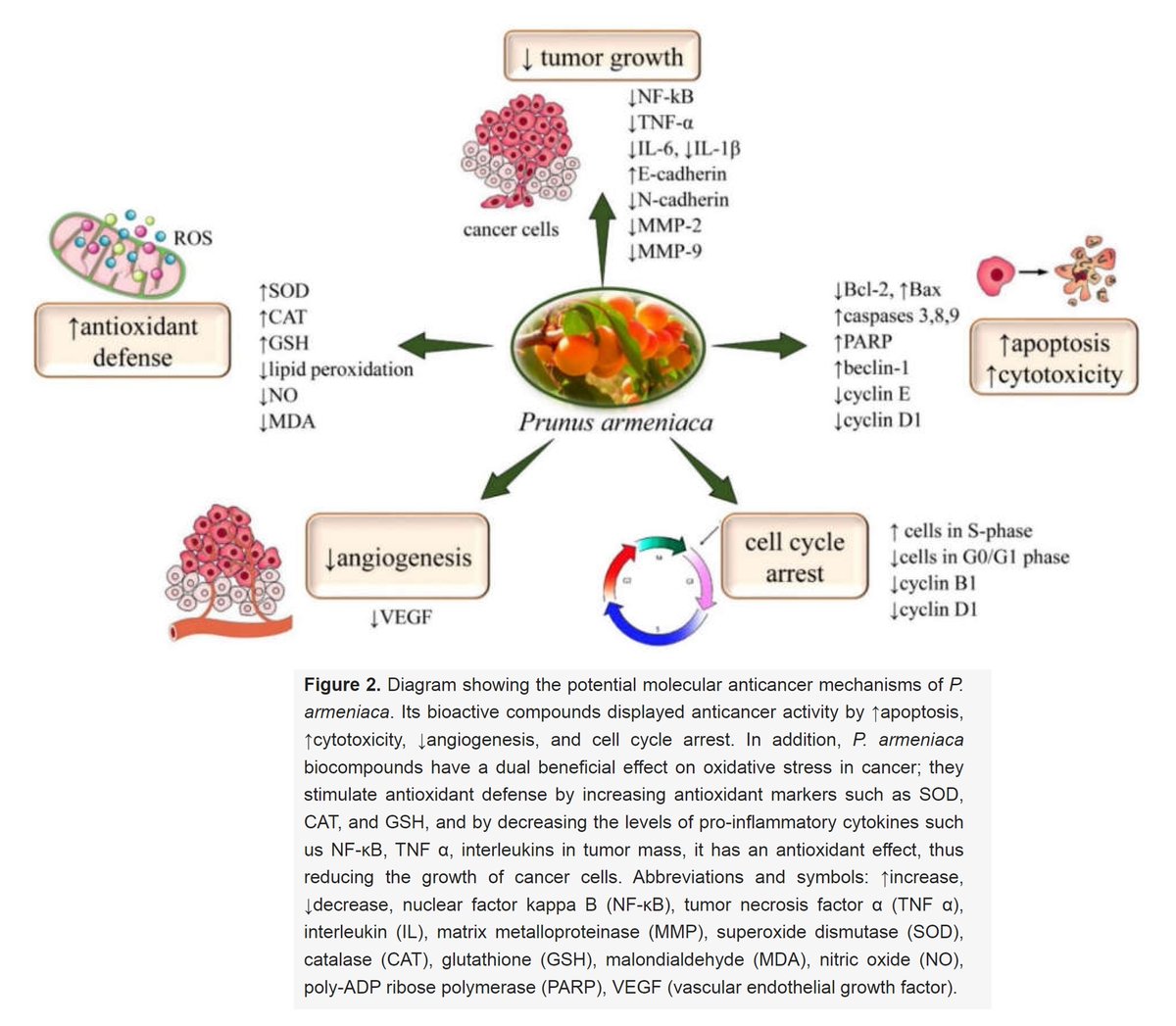 NEW ARTICLE: APRICOTS, APRICOT SEEDS and CANCER - A quick review of the recent science and controversies behind amygdalin, Laetrile, Vitamin B17 - 20+ papers referenced

Apricots and Apricot seeds are rich in Vitamins, Minerals, as well as polyphenols, flavonoids, phenolic acids,…