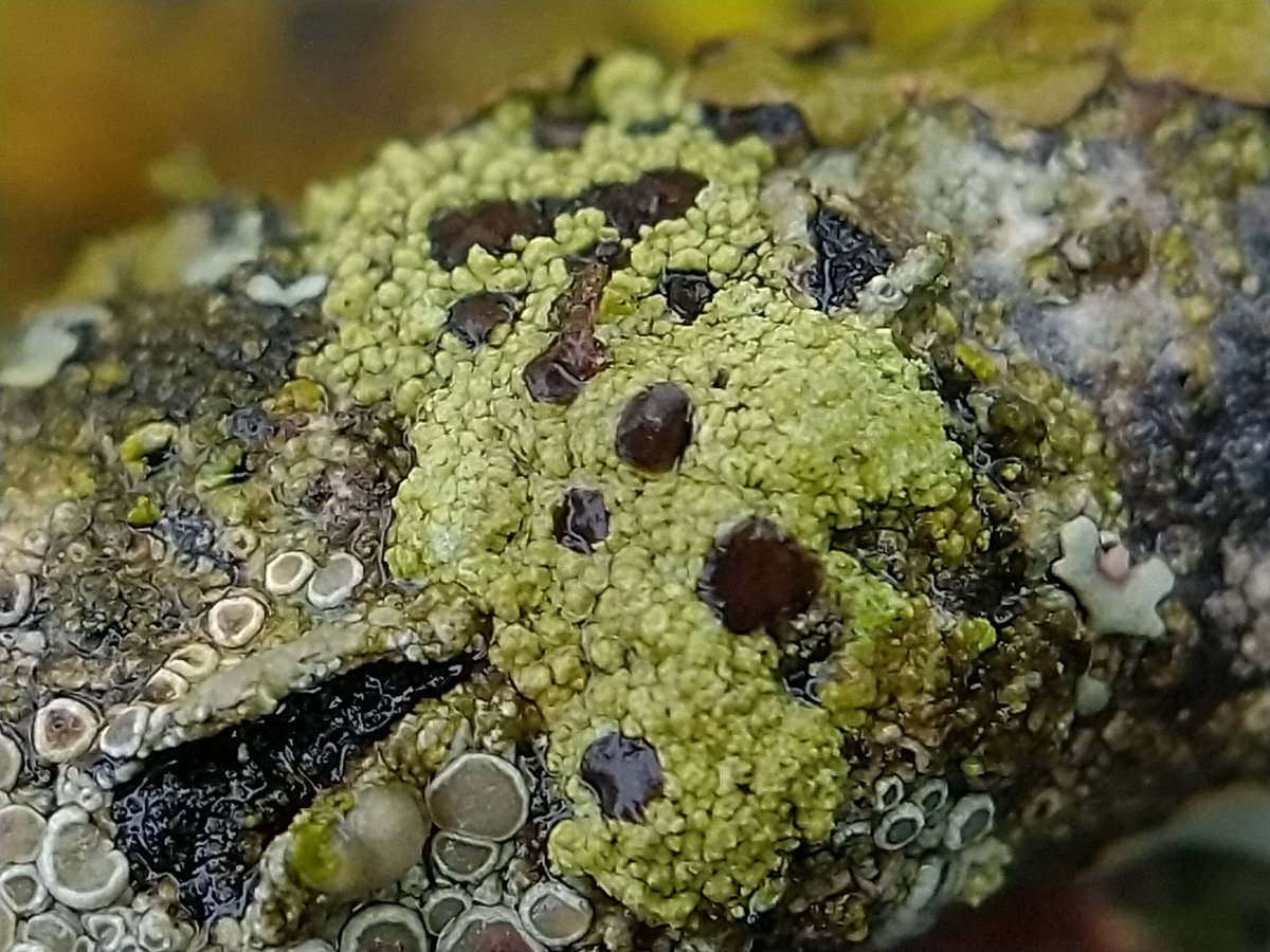 Mint choc chip anyone 😊 #lichen #lichenology #fungi #macro #sundaymorning