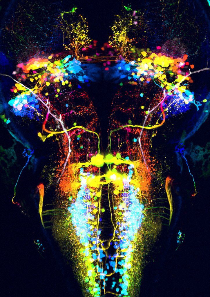 Dorsal view of a larval zebrafish brain. Credit to @ClaireWyart. #ZebrafishZunday