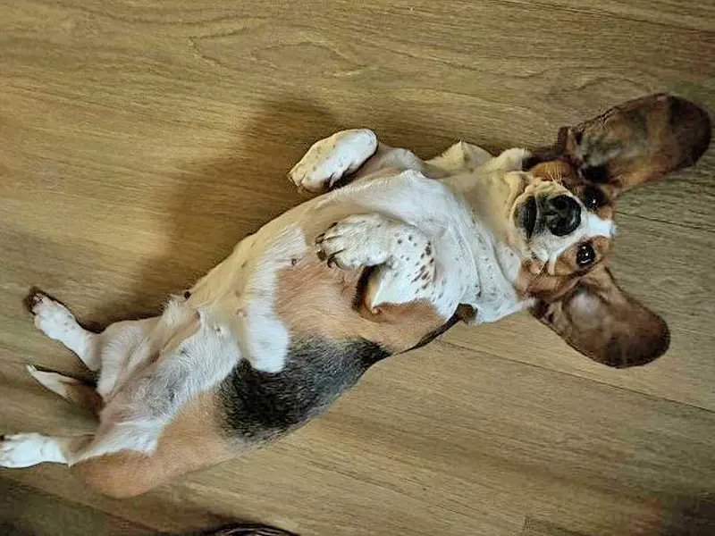 Sunday vibes 💤🐶 [Image description: Bassett Hound laying on the floor on his back with his extra large ears laying flat on the floor.]