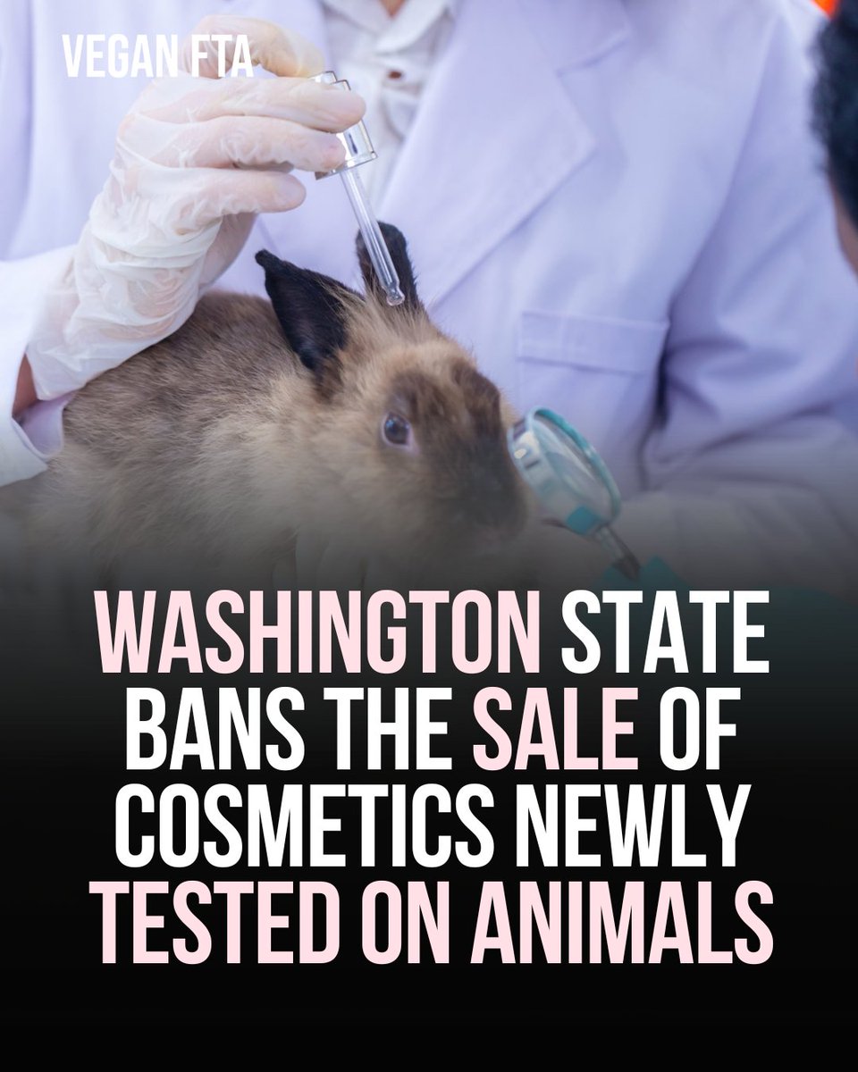 Washington State bans the sale of cosmetics newly tested on animals from 2025. 👏🌱

👉️ Read more: veganfta.com/2024/04/07/was…

#animals #animalrights #cosmetics #makeup #vegan #animaltesting #washington