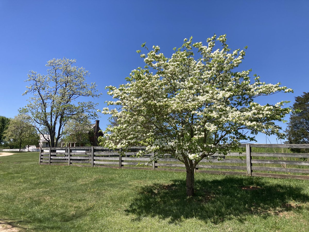 Stillness At Appomattox

The dogwoods at Appomattox C. H. were in full bloom last week.

IMAGE: A dogwood tree along the stage road blooms while the brick Clover Hill Tavern can be seen in the background.

#appomattoxnps
#thisplacematters
#dogwood
#springisspung