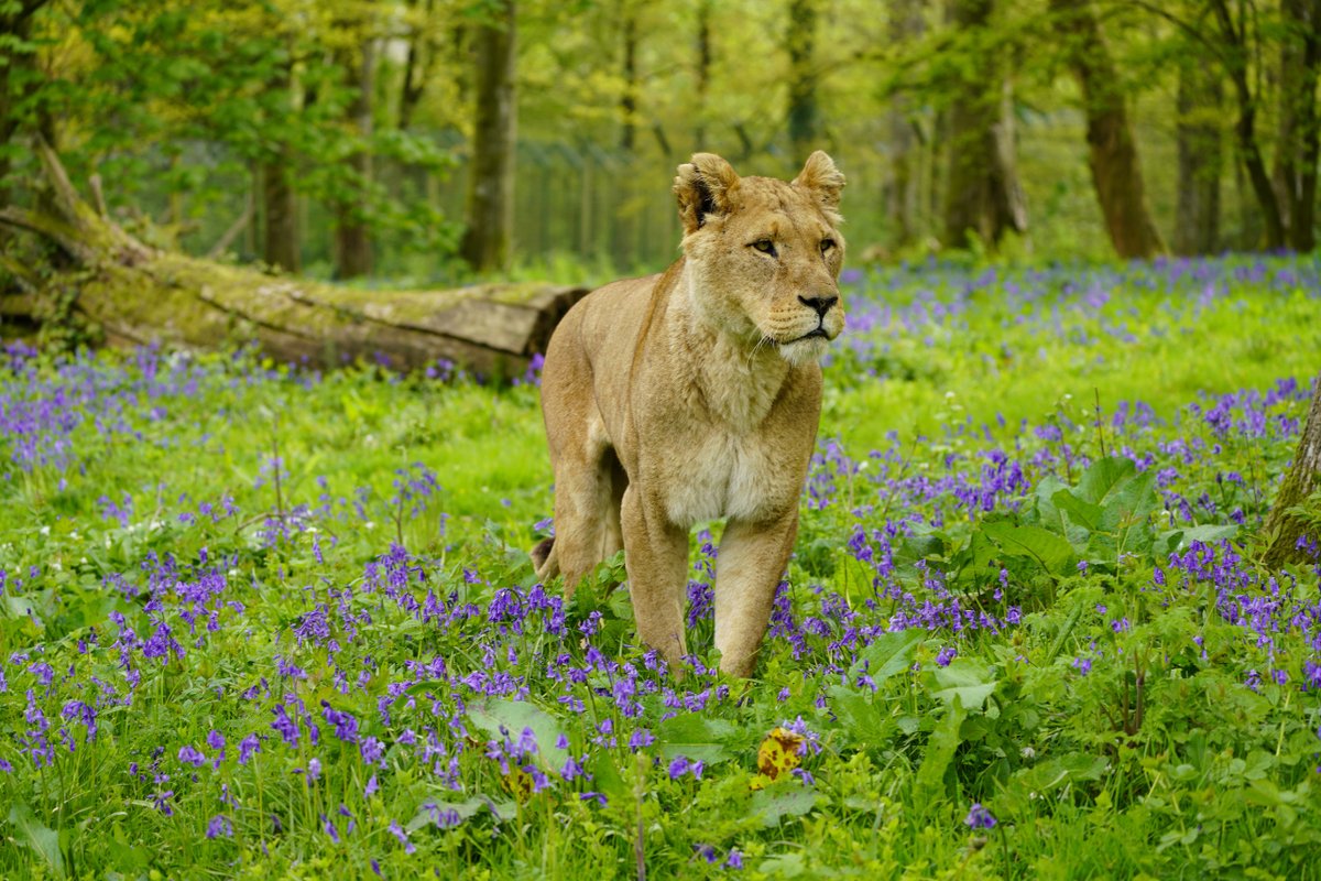 Lions amongst bluebells isn't something you see everyday! Which is why spring is one of our favourite seasons... 🌼