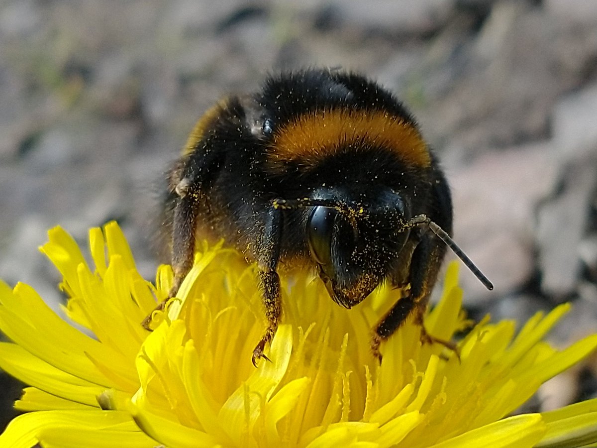 The dandelion guard was unmovable 😊 #bees #insects #wildlife #nature #wildflowers #macro #thephotohour