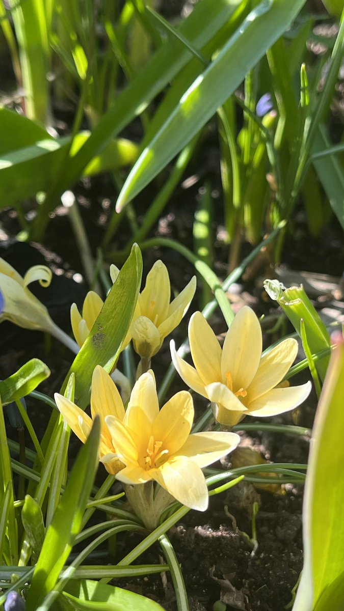 Smart camera knows where to focus #thisisfinland #april #springflowers #gardening #GardenersWorld #kevät #kevätkukat #våren #blumen #thePhotoHour #MacroHour #channel169 #flowerphotography #photography #fleurs #庭 #정원