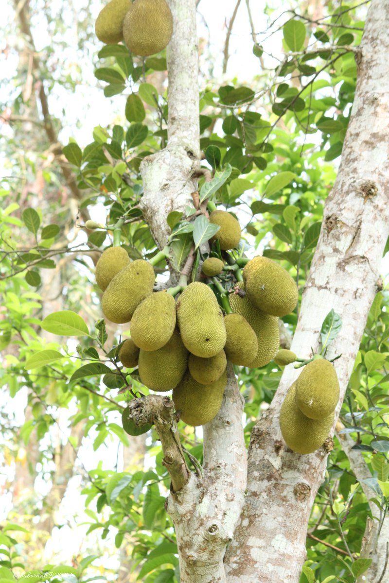 Summer jackfruit 🤤😋 কঁঠাল 🎼