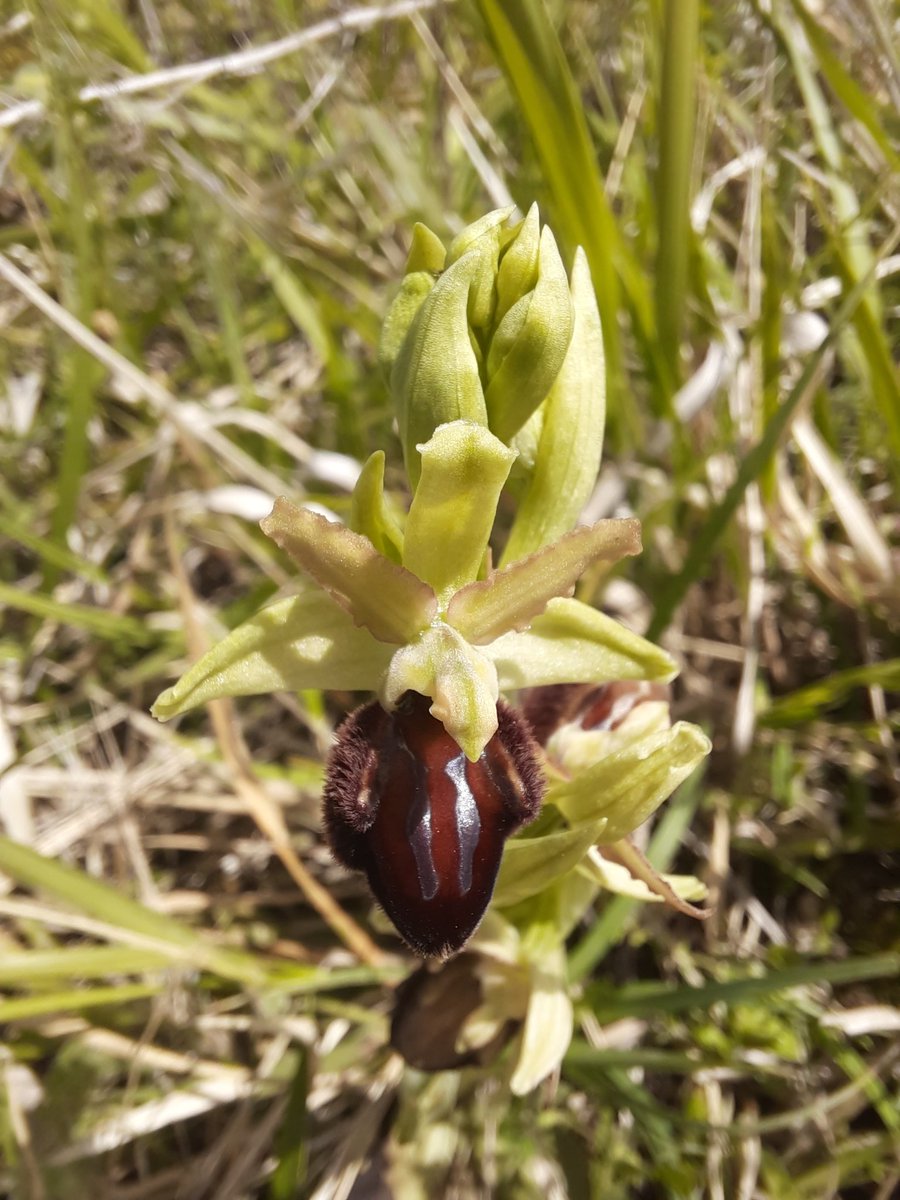 Orchids in Orduña #orquid #orquideas #orphys #Orduña #bilbao #basquecountry