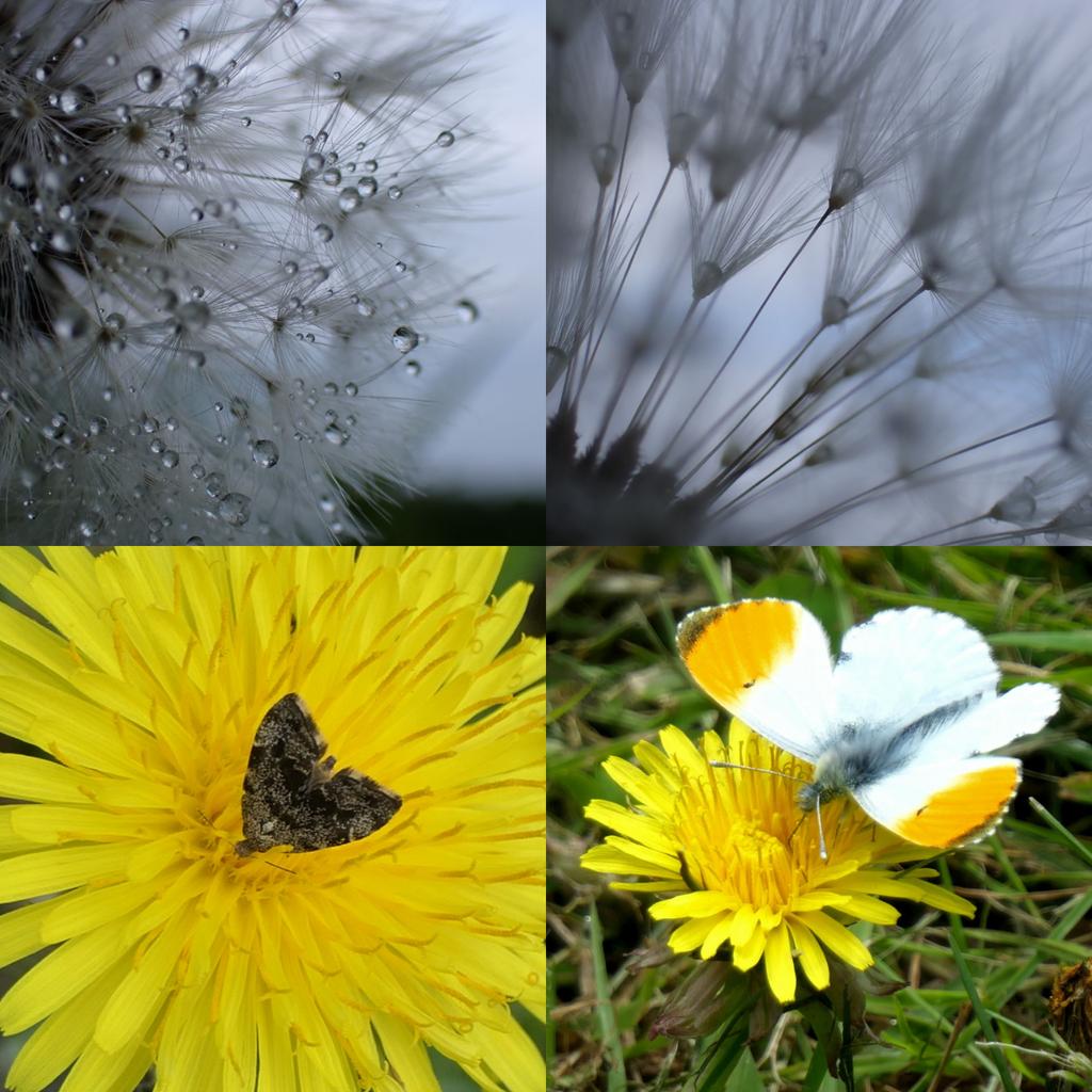 #InternationalDayoftheDandelion is here celebrating our #wildflowers and putting a shot out to encourage everyone to allow a little more wildlife, and a bit less sterility.