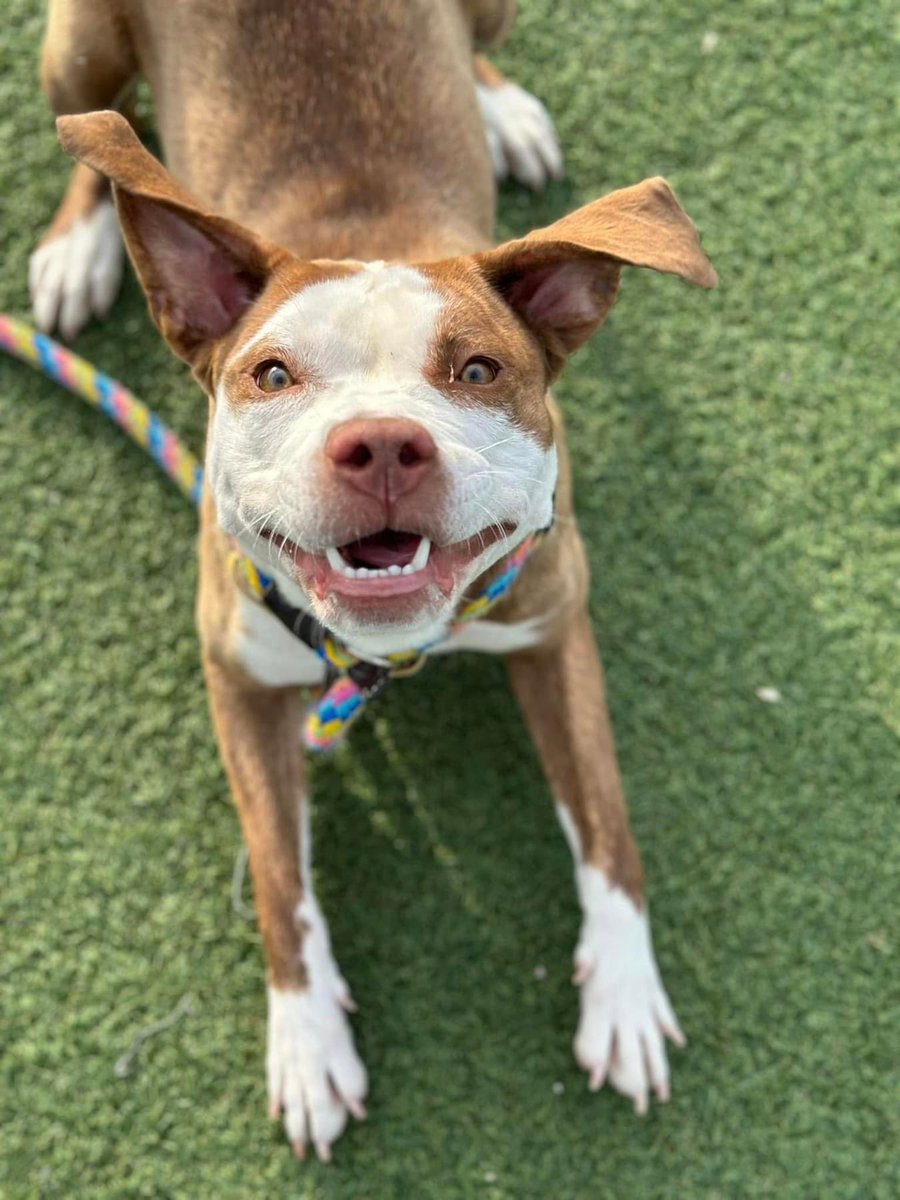 Shoshanna is a party on four legs! She is active and curious, eager to explore and make the rounds before coming back to rest in your lap for pets and snuggles. Shoshanna has also been playful with other dogs. tinyurl.com/meetacitydog #adoptme