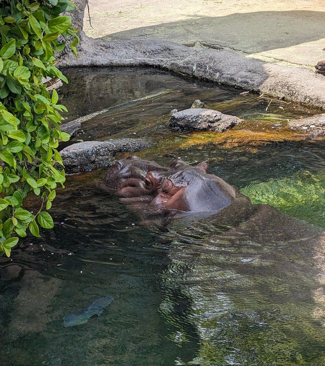 7年間オスと間違えられていた天王寺動物園のカバのゲンちゃん(♀)にも会えてとっても幸せな一日だった…  🦛