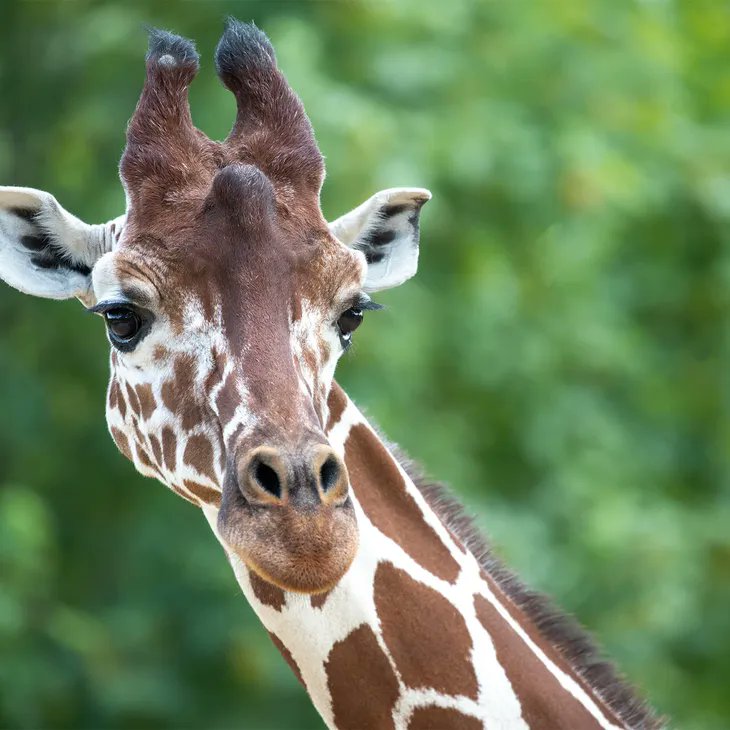 #Culture_Générale: Contrairement à la plupart des autres mammifères, les girafes communiquent principalement en émettant des sons infrasoniques ou en faisant des mouvements corporels.