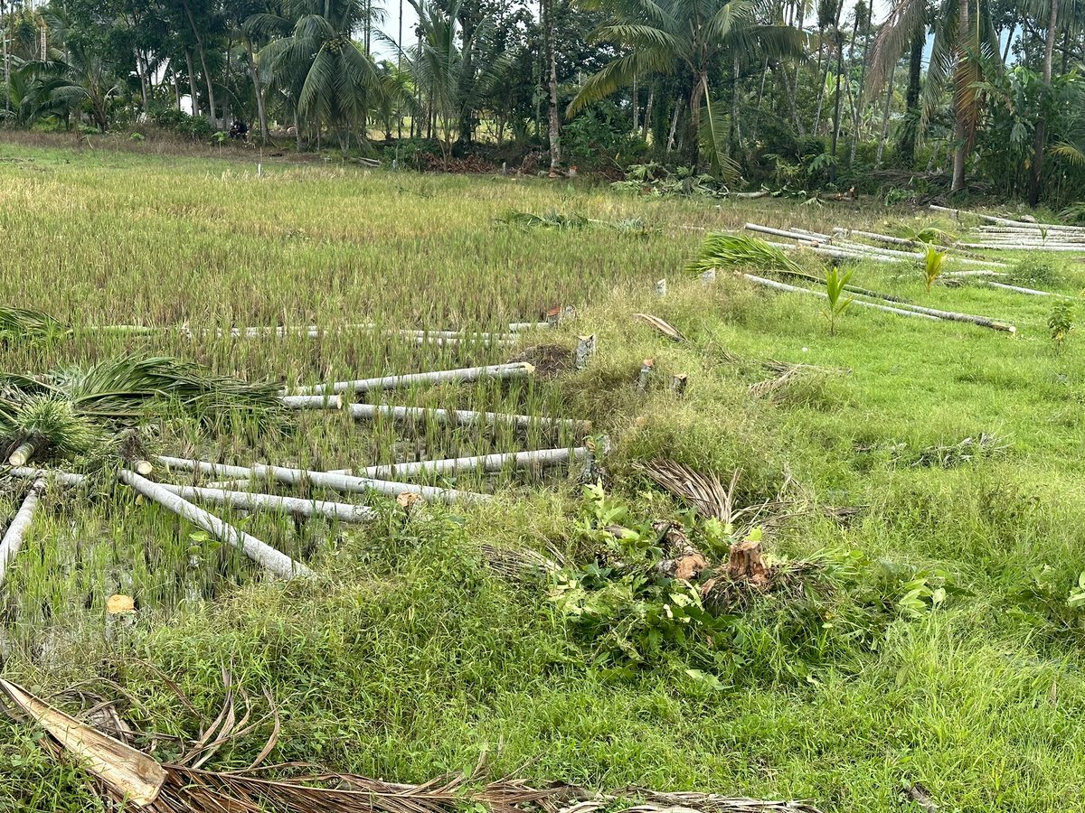 We’re not the only ones chopping down arecanut palms. It’s happening all over. Import tarifs to India remain high and smuggling routes have been shut down, so there are no local buyers. On a recent trip to to city I saw hundreds of felled arecanut palms. Row after row after row.