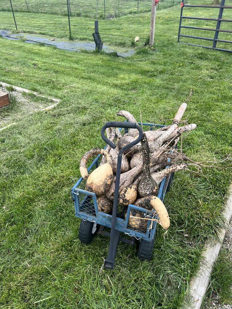 I dried my gourds outside over winter because they’ve never dried well inside. Under this layer of yuck there is a nice, clean layer. I’m going to sand them down and make them birdhouses. 

#GardeningTwitter