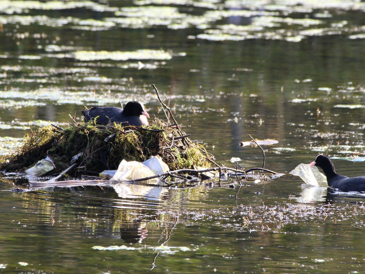 Coots building a nest on the pond with discarded litter. Photocredit: Blythe Lindsay