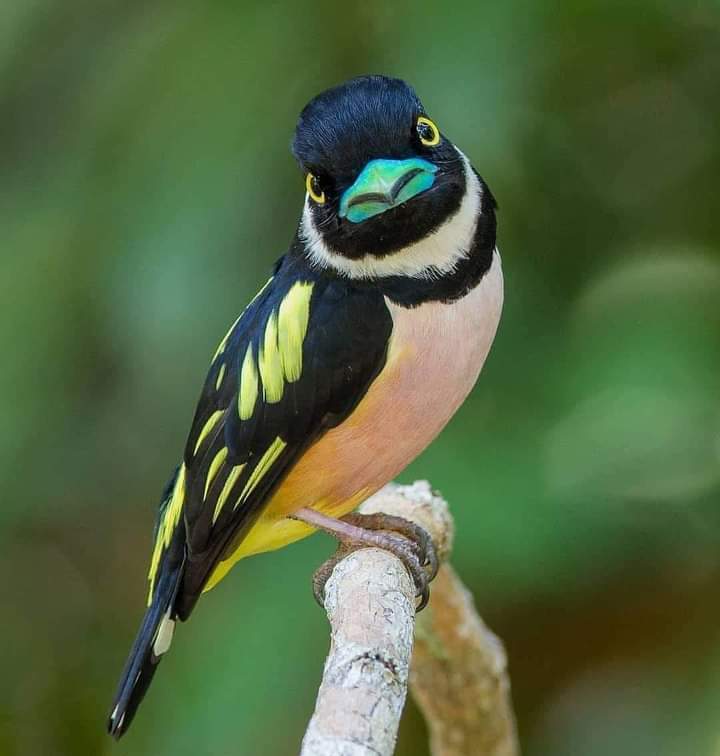 Eurylaime à capuchon

On trouve ce magnifique oiseau en Birmanie, en Thaïlande, en Malaisie, à Singapour et en Indonésie.
