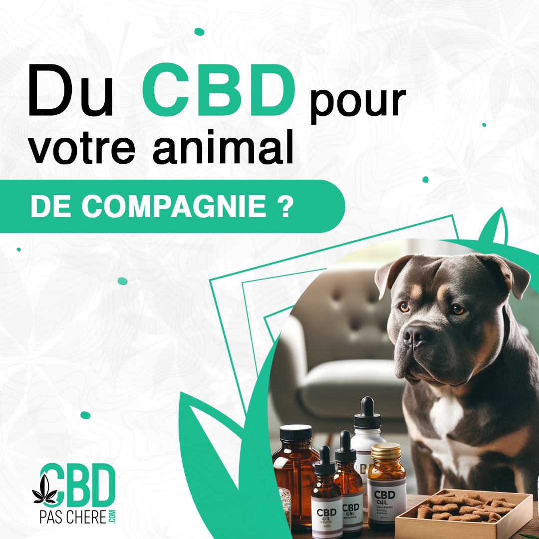 🐾 Découvrez comment le CBD peut améliorer la vie de votre animal de compagnie! Stress, douleur, peau: le CBD aide naturellement. Lisez notre article complet pour plus d'infos! 🌿
🔗 cbdpaschere.com/blog/du-cbd-po…
#CBD #Animaux #BienEtreAnimal