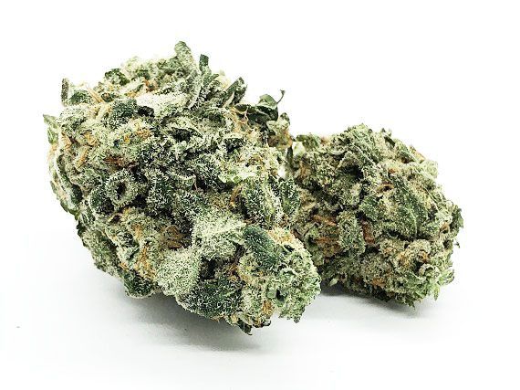 9 Pound Hammer Strain – Indica Dominant Hybrid Flower #cannabiscanada buff.ly/49CP02l