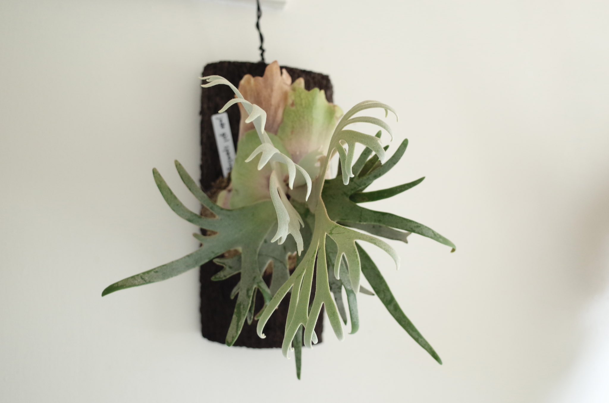 ビカクシダ　ウィリンキー　OMG コルク付け ビカクシダ ウィリンキー OMG コルク付け P.willinckii OMG