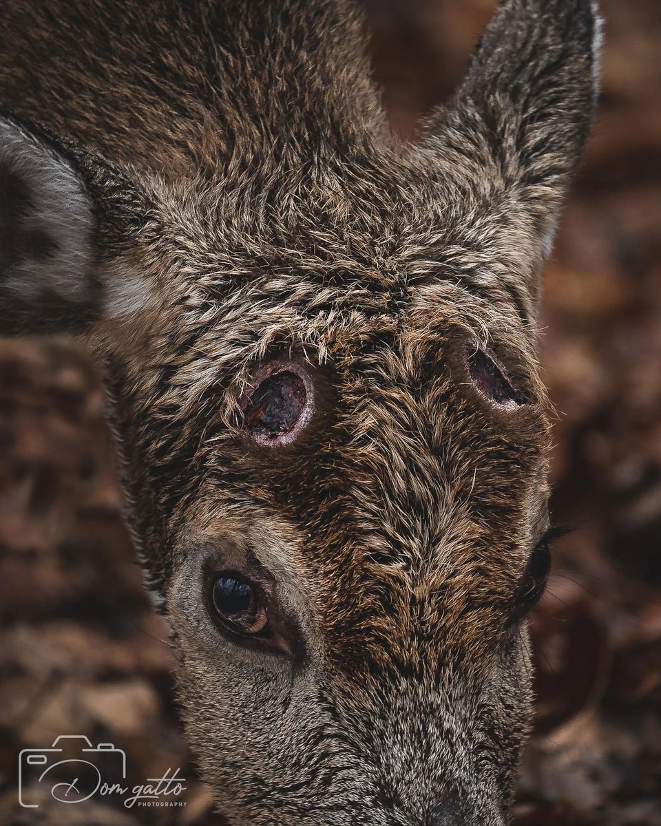 Deer shed their antlers painlessly once a year. If you haven't seen it before, well this is what it looks like.