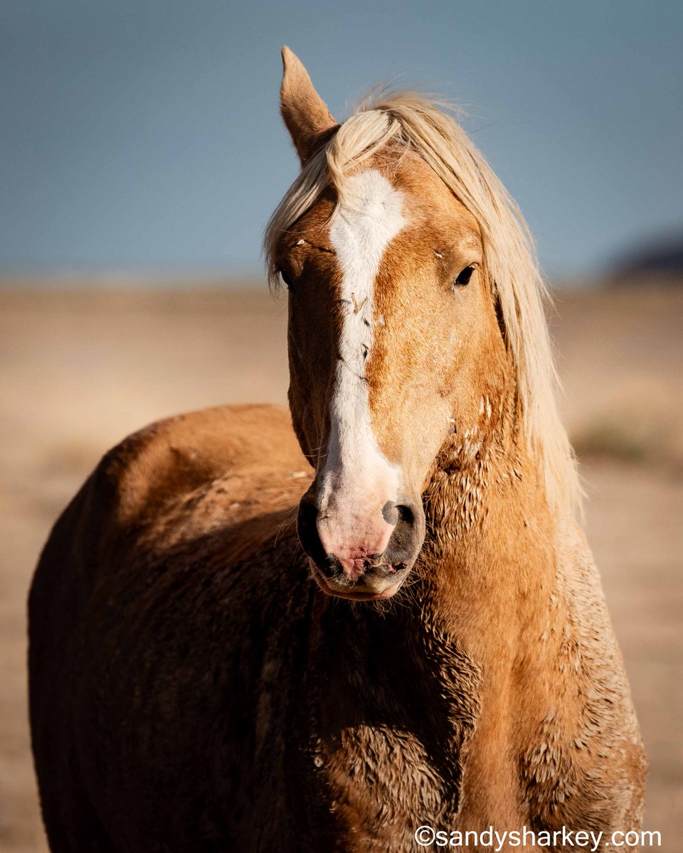 The famous wild warrior known as 'One Ear'.  Much respect for this iconic mustang living wild and free in Utah's Great Basin Desert.  
More images and prints available sandysharkey.com
#wildhorses #onaqui #istandwithwildhorses #butImJustOnePersonSaid300MillionPeople