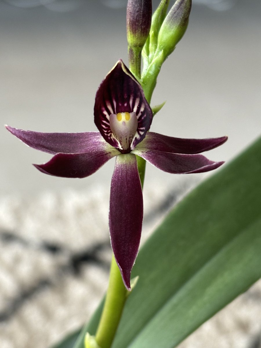 My Encyclia Black Comet #orchidee #orchid