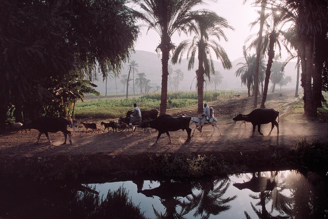 Peasants on their way to their fields, near the city of Minya, Egypt, 1997. 🇪🇬