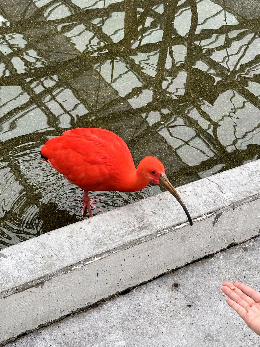 掛川花鳥園を大満喫してきた！！！！！！フラミンゴ様に背中をどつかれ、白鳥様に手を咬まれたけど、ハシビロコウ先生がバッサバッサ飛ぶところを2回も見られたし、みーーーーんな可愛かった！！！！！