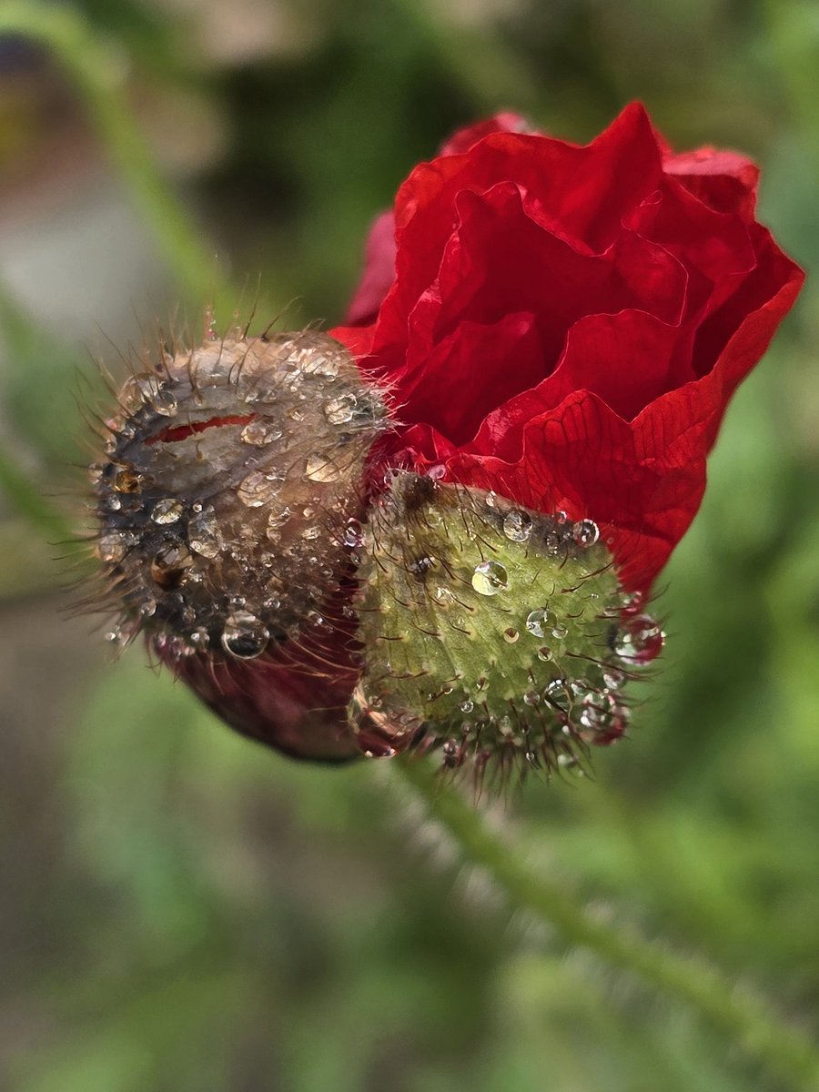 Poppy popping 💥