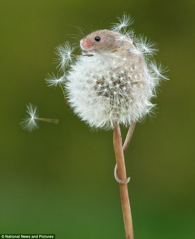 🐁🌼🥰 
#InternationalDayoftheDandelion #NatureBeauty #wildlifephotography #wildlifeconservation