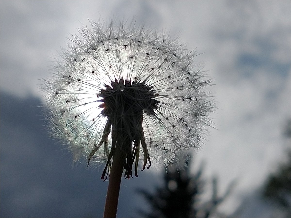 These new Eco light bulbs are awesome 😊 #InternationalDayoftheDandelion #wildflowers #macro #nature