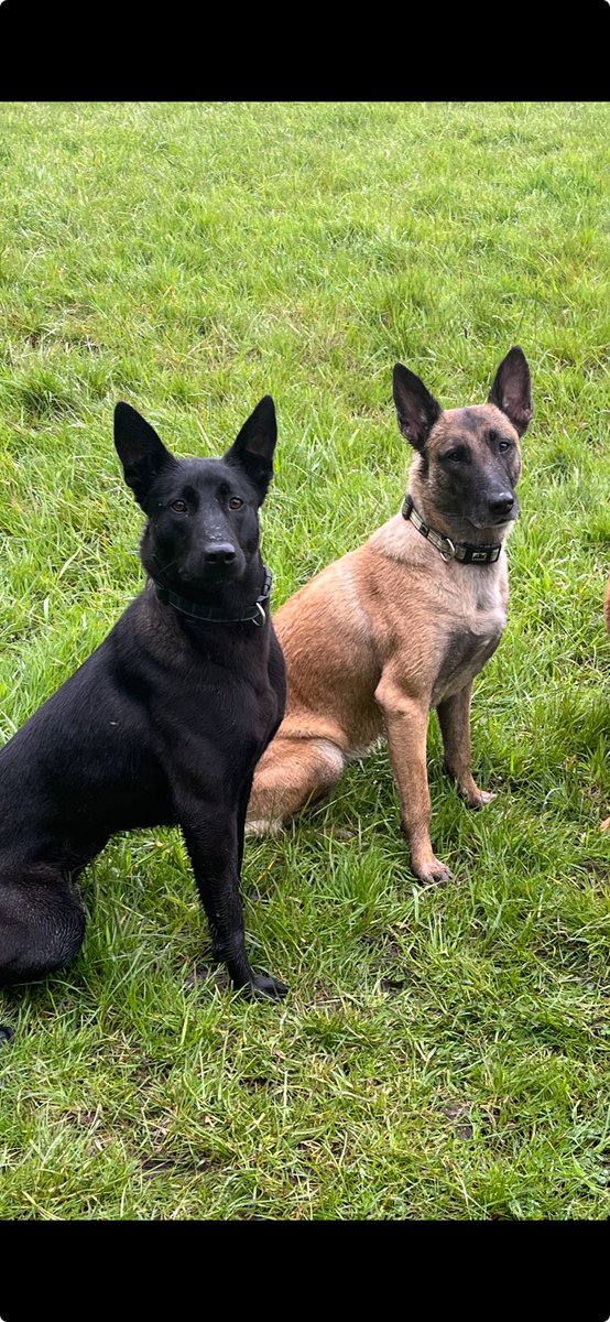 Radar assisted the police with a vulnerable missing person on Friday and successfully located him,the picture shows Radar on the right with Bella her apprentice