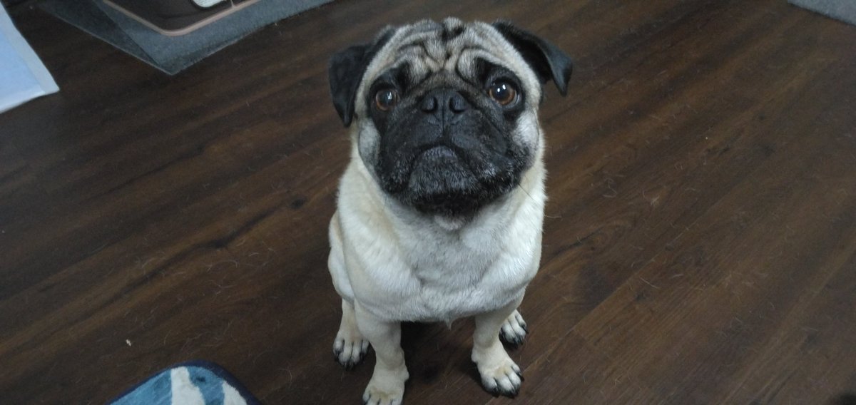 puglove0530 tweet picture