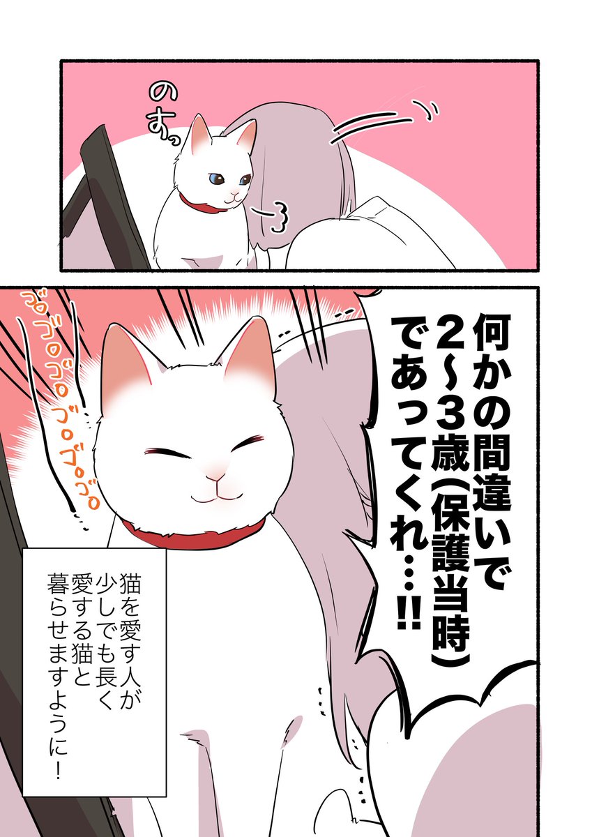 飼い猫の年齢がわからない話
(3/3)
#漫画が読めるハッシュタグ
#愛されたがりの白猫ミコさん 