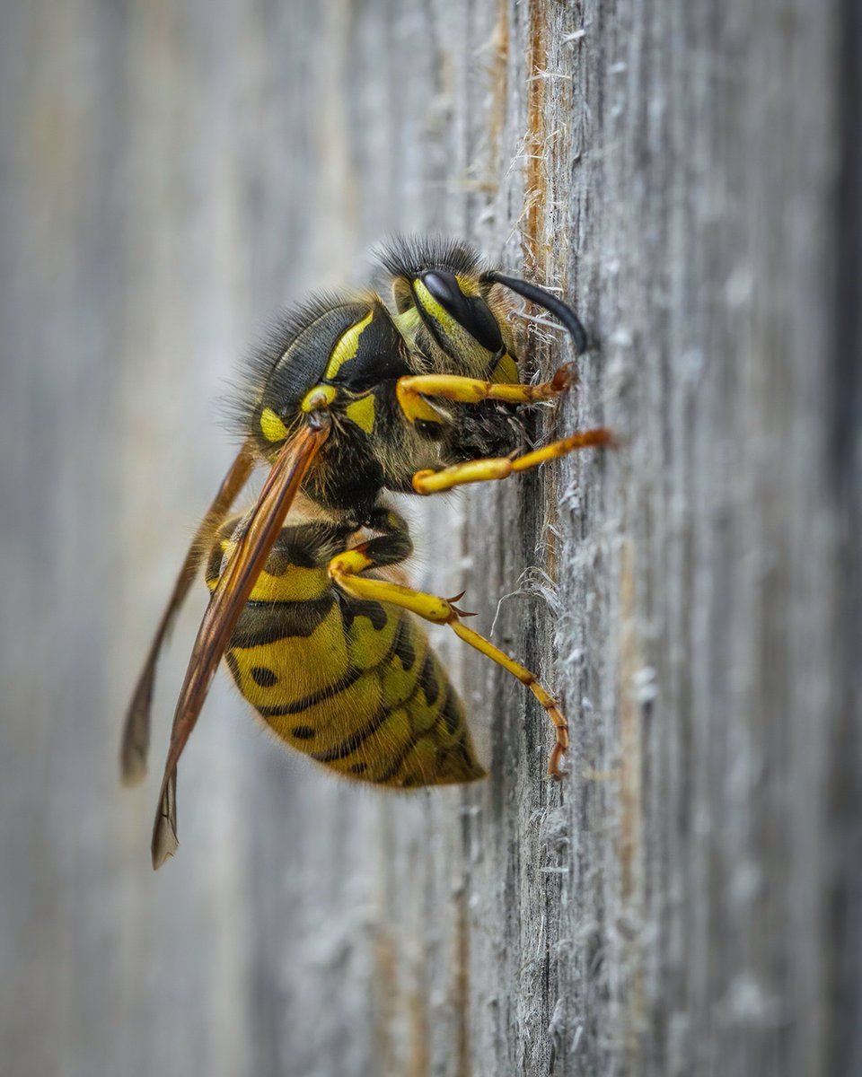 First social wasp that I've seen collecting nesting material in the garden this year. I suspect that it's a queen German Wasp (Vespula germanica), but not certain. #WaspLove